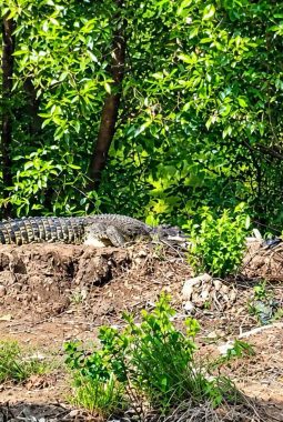Buaya Sungai Dumai Masuk Halaman Rumah Warga di Pangkalan Sena